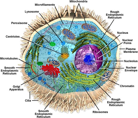 3D model of an animal cell. 
