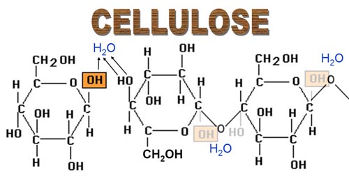 Image result for cellulose beta glucose